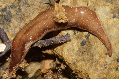 Australopacifica spectabilis