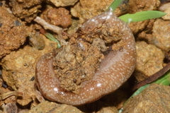 Australopacifica spectabilis