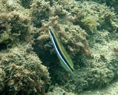 Aspidontus dussumieri