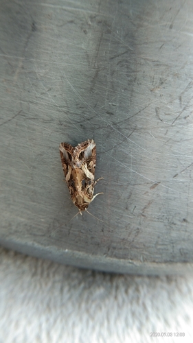 Oriental leafworm moth photo 4