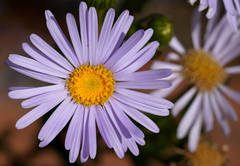 Olearia rudis
