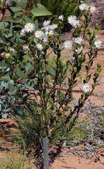Olearia rudis