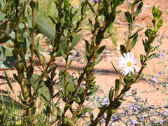 Olearia rudis