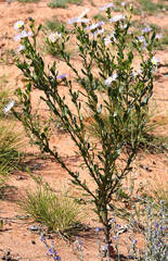 Olearia rudis