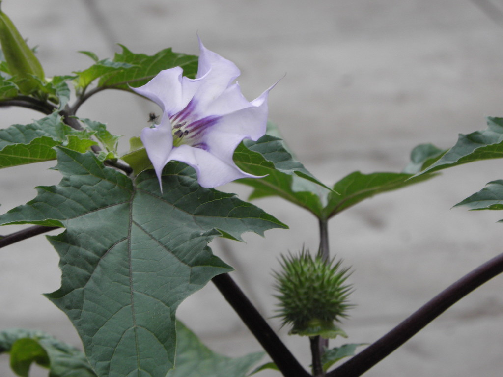 Datura tatula · iNaturalist, image size:1024x768