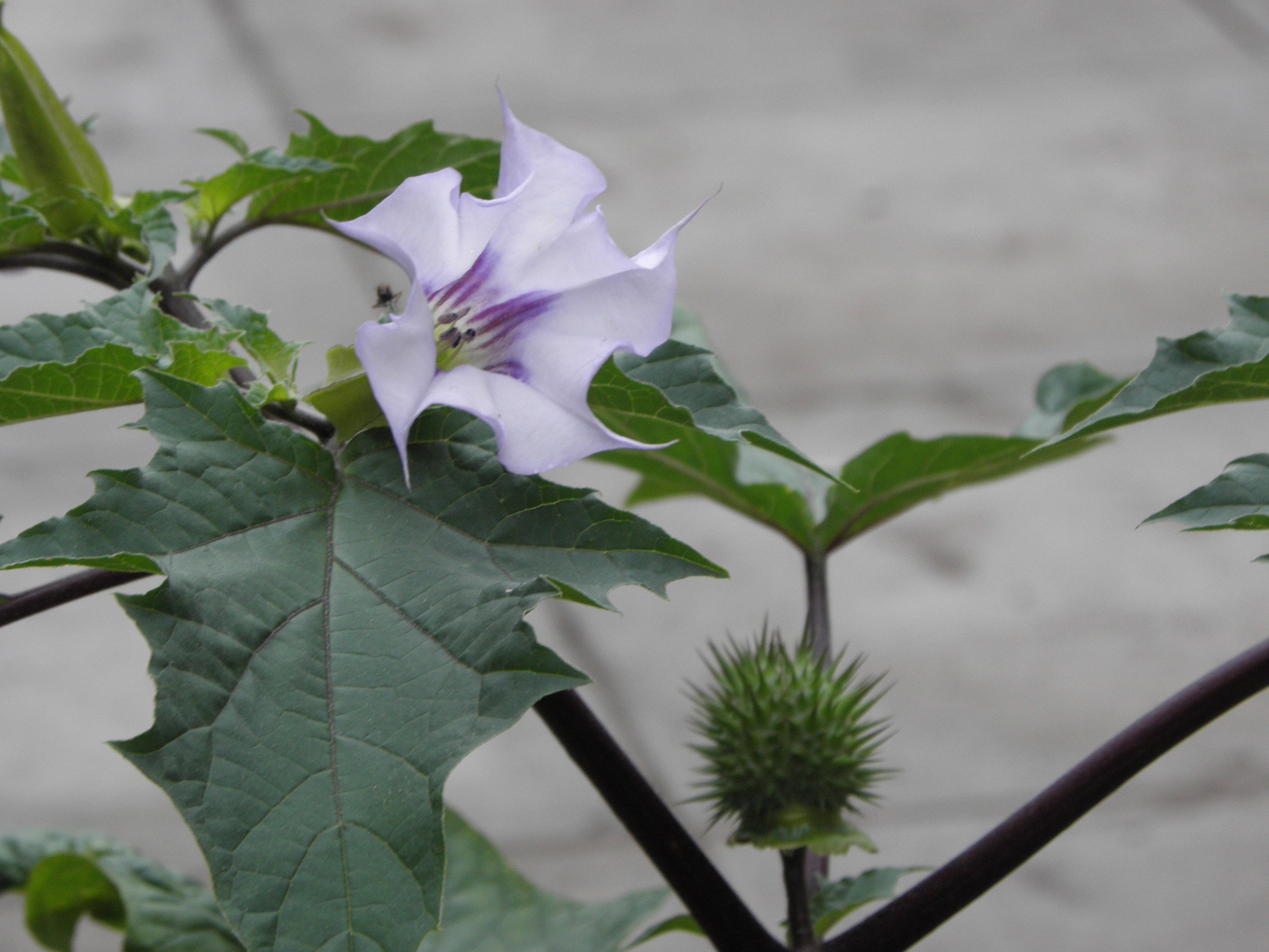 Datura tatula · iNaturalist