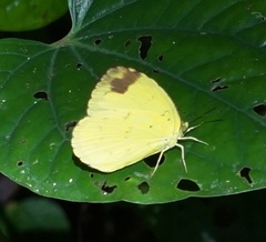 Eurema simulatrix tecmessa
