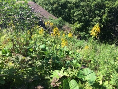 Ligularia splendens