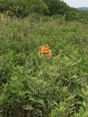 Lilium distichum