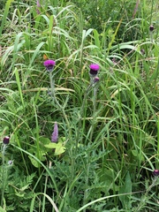 Cirsium maackii