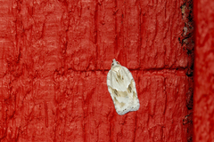 Acleris logiana