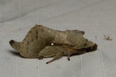 Bombycopsis nigrovittata