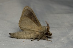 Bombycopsis nigrovittata