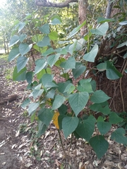 Homalanthus populifolius