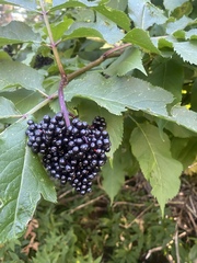 Sambucus racemosa melanocarpa