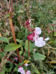 Impatiens glandulifera