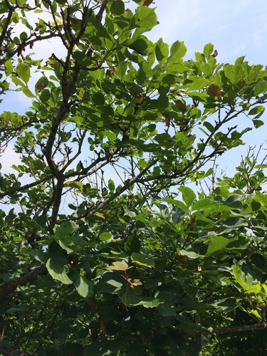 Image of Fraxinus chinensis by no rights reserved