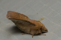 Leipoxais peraffinis