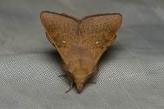 Leipoxais peraffinis