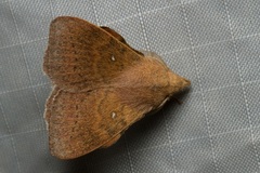 Leipoxais peraffinis