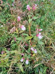 Impatiens glandulifera