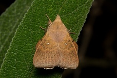 Leipoxais peraffinis