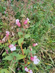Impatiens glandulifera