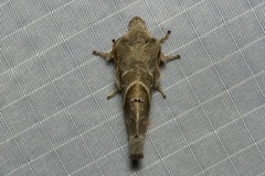 Bombycopsis punctimarginata