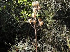 Lilium rubescens