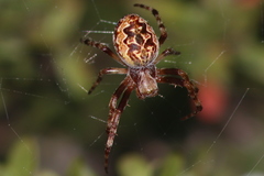 Salsa brisbanae