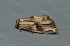 Anedhella rectiradiata