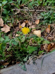 Sonchus oleraceus