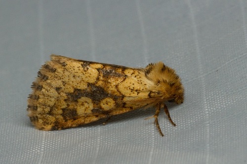 Ochrocalama xanthia