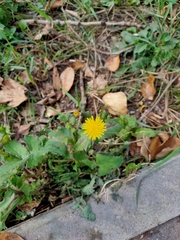 Sonchus oleraceus