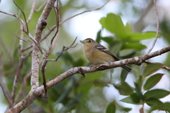 Vireo crassirostris