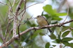 Vireo crassirostris