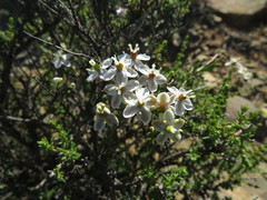 Pharnaceum aurantium