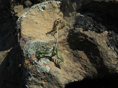 Pharnaceum aurantium