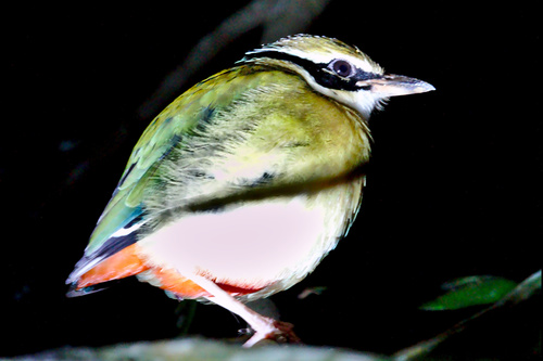 Pitta brachyura