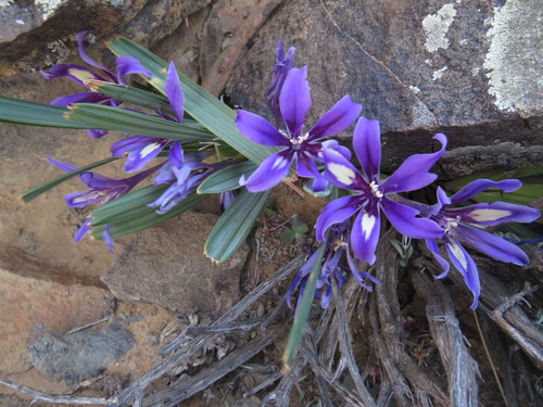 Image of Babiana cuneata by (c) James Deacon, some rights reserved (CC BY-SA)