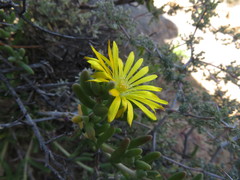 Delosperma acocksii