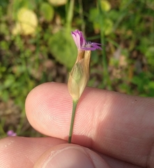 Petrorhagia nanteuilii