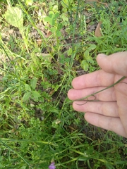 Petrorhagia nanteuilii