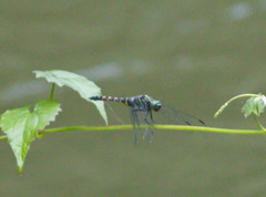 Onychothemis testacea
