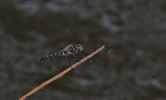 Onychothemis testacea