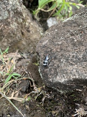 Cholus costaricensis