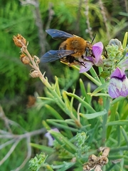 Amegilla garrula