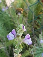 Amegilla garrula