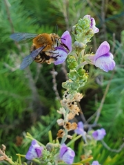Amegilla garrula
