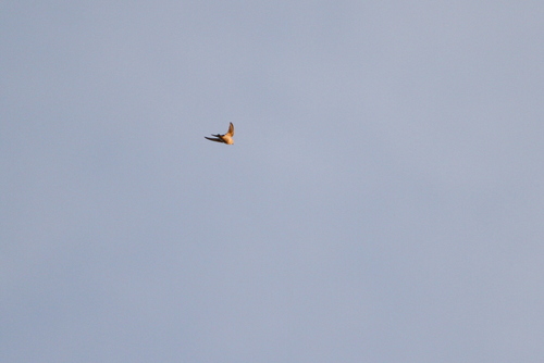 Bahama Swallow (Tachycineta cyaneoviridis), photo 5